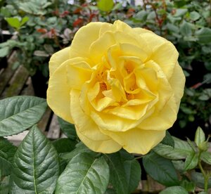 Golden Wedding