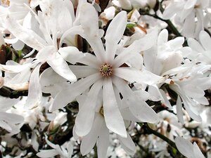 Magnolia Stellata - image 1