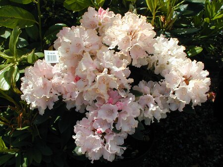 Rhododendron Dreamland - image 1