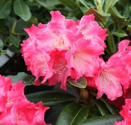 Rhododendron Morning Red - image 1