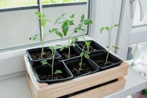 A container vegetable garden