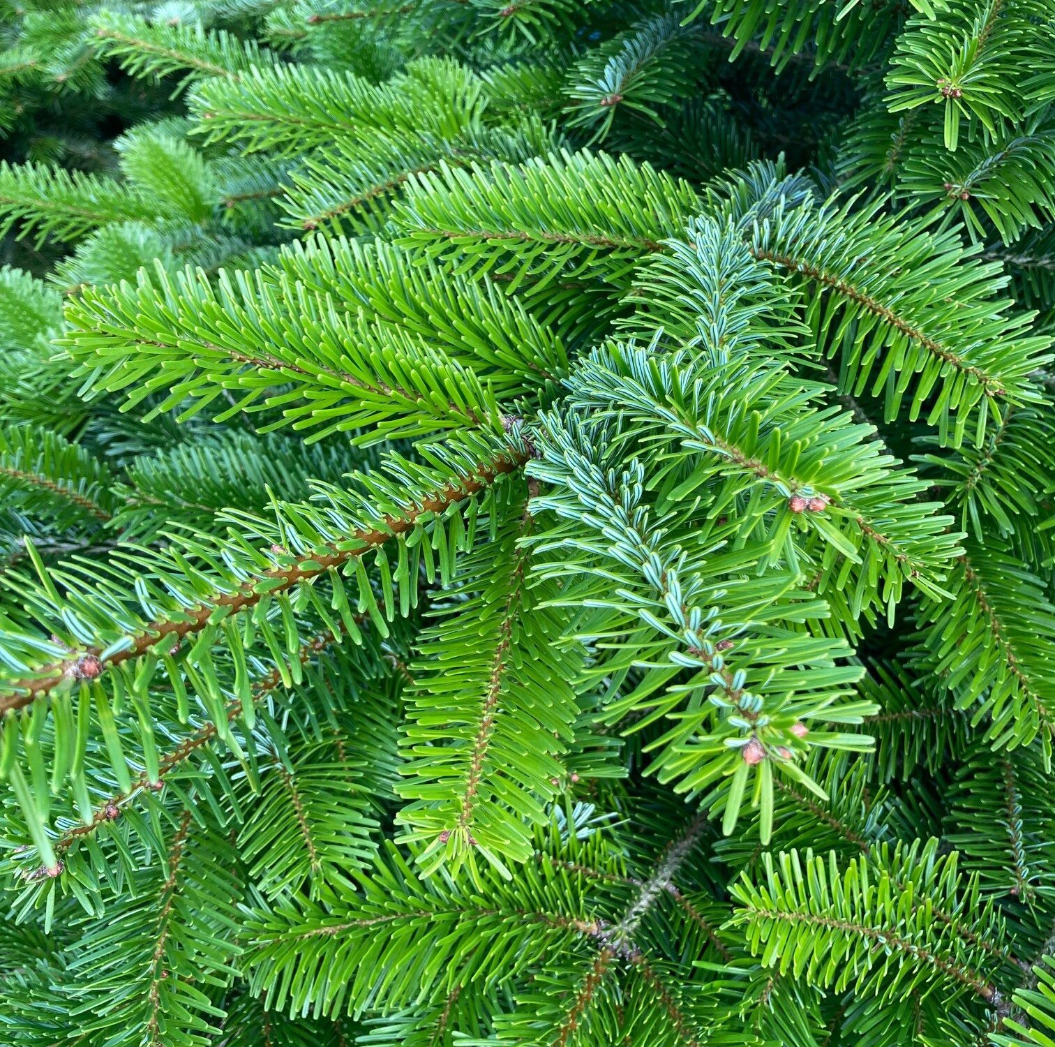 How to Care for Your Christmas Tree - Thompsons Plants & Garden Centres