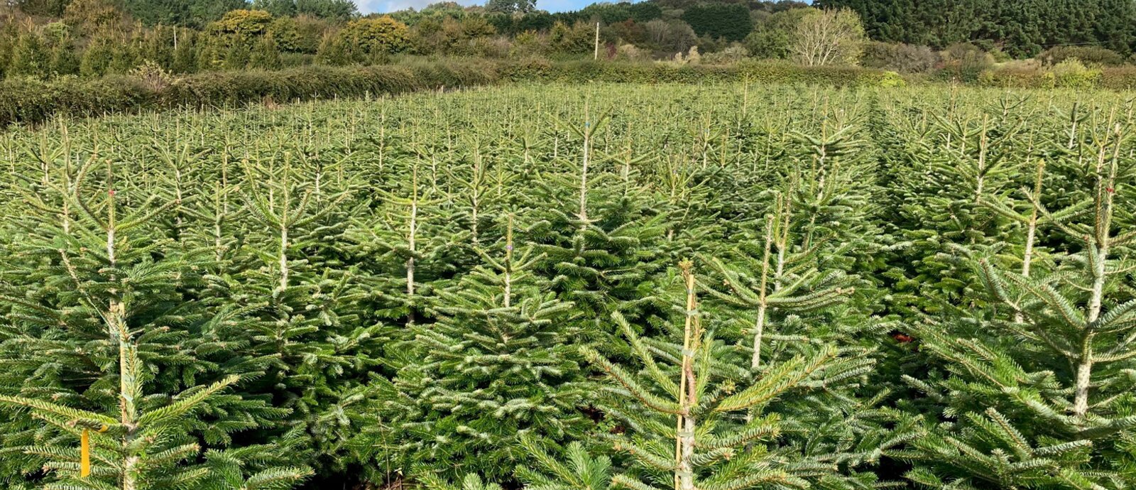 Value 5.7ft Nordman Fir Tree Only £49.99