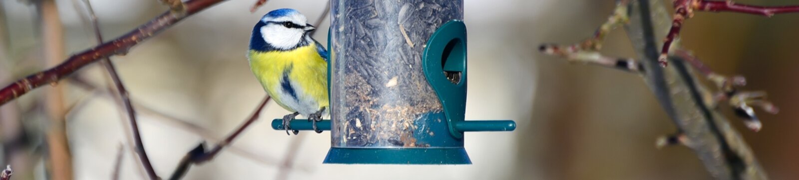 Look After Birds This Winter