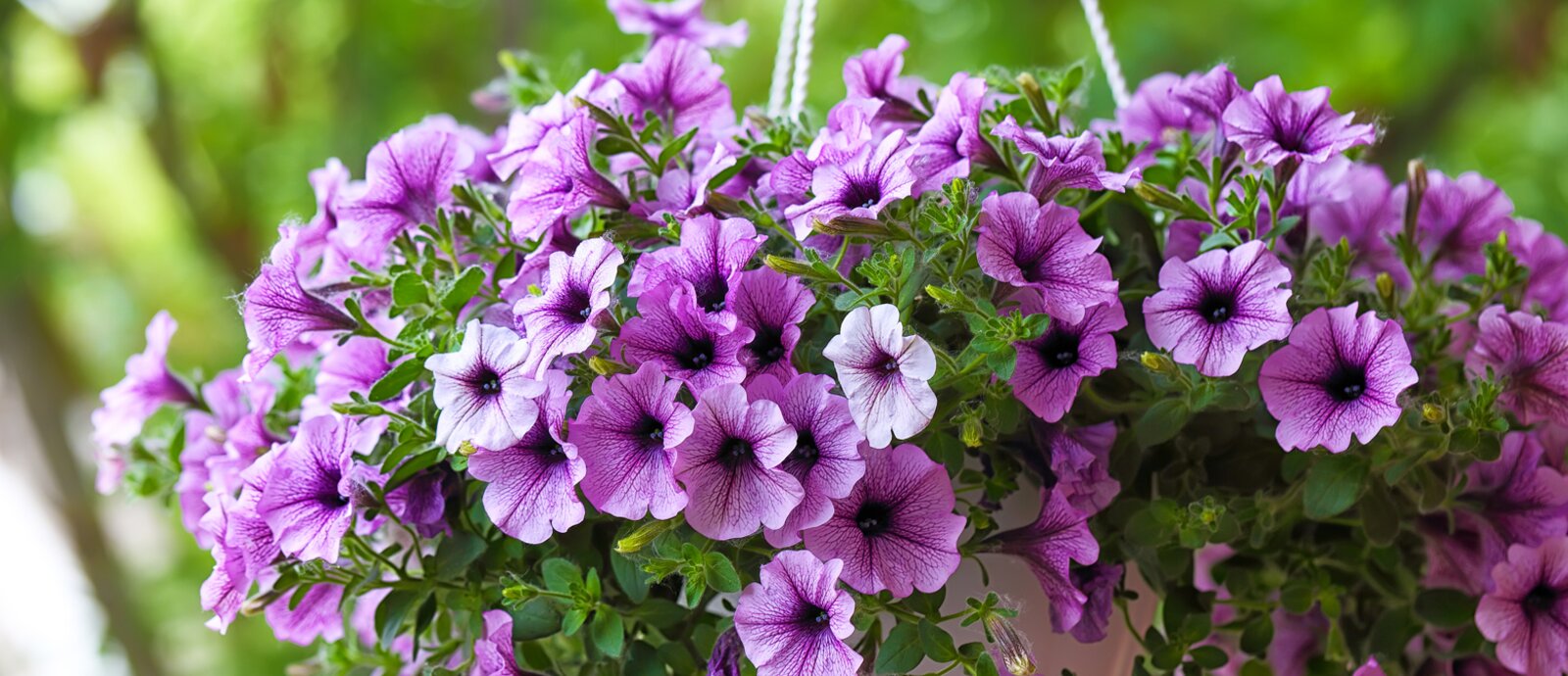 Plant up your Hanging Baskets Now