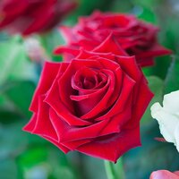 How to Grow Roses