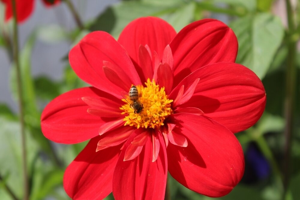 6 ways to attract wildlife to your garden - Thompsons Plants & Garden ...