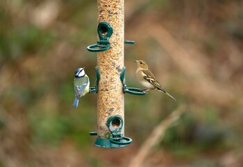A Guide to Winter Bird Care in Your Garden