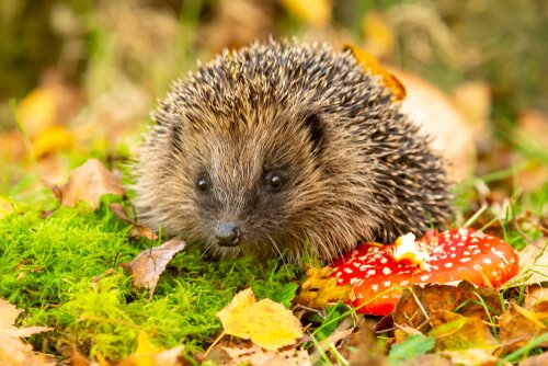 Cultivating biodiversity: Wildlife friendly plants - Thompsons Plants ...