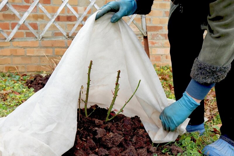 how-to-protect-your-plants-in-winter-thompsons-plants-garden-centres