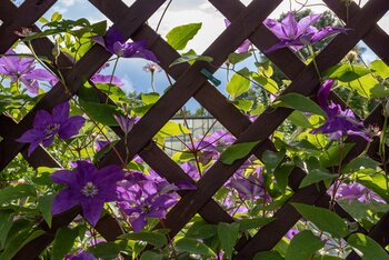 Level-up your garden with climbing plants