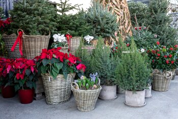 Magical Christmas Delights at Thompson's Plant & Garden Centres
