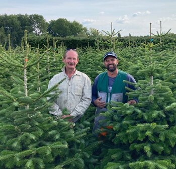 Sustainable Christmas tree Farming