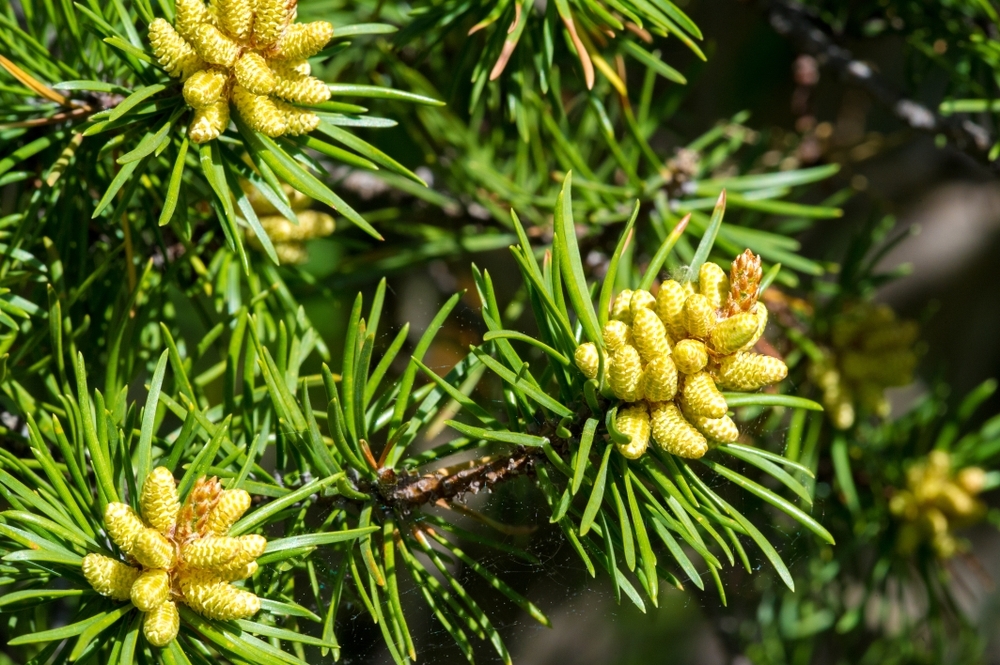 Top 5 reasons to grow conifers - Thompsons Plants & Garden Centres