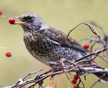 Birds