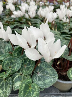 Cyclamen