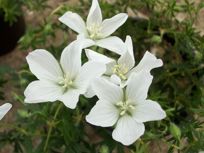 Hardy Geranium