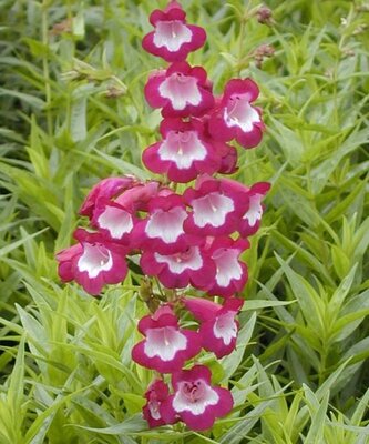 Penstemon