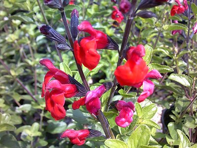 Salvia