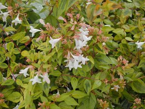 Abelia x g. Francis Mason