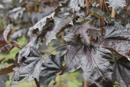 Acer platanoides Crimson King - image 1