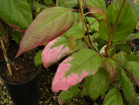 Actinidia kolomikta - image 1