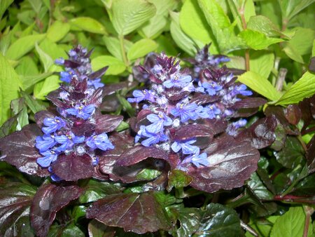 Ajuga Black Scallop - image 1