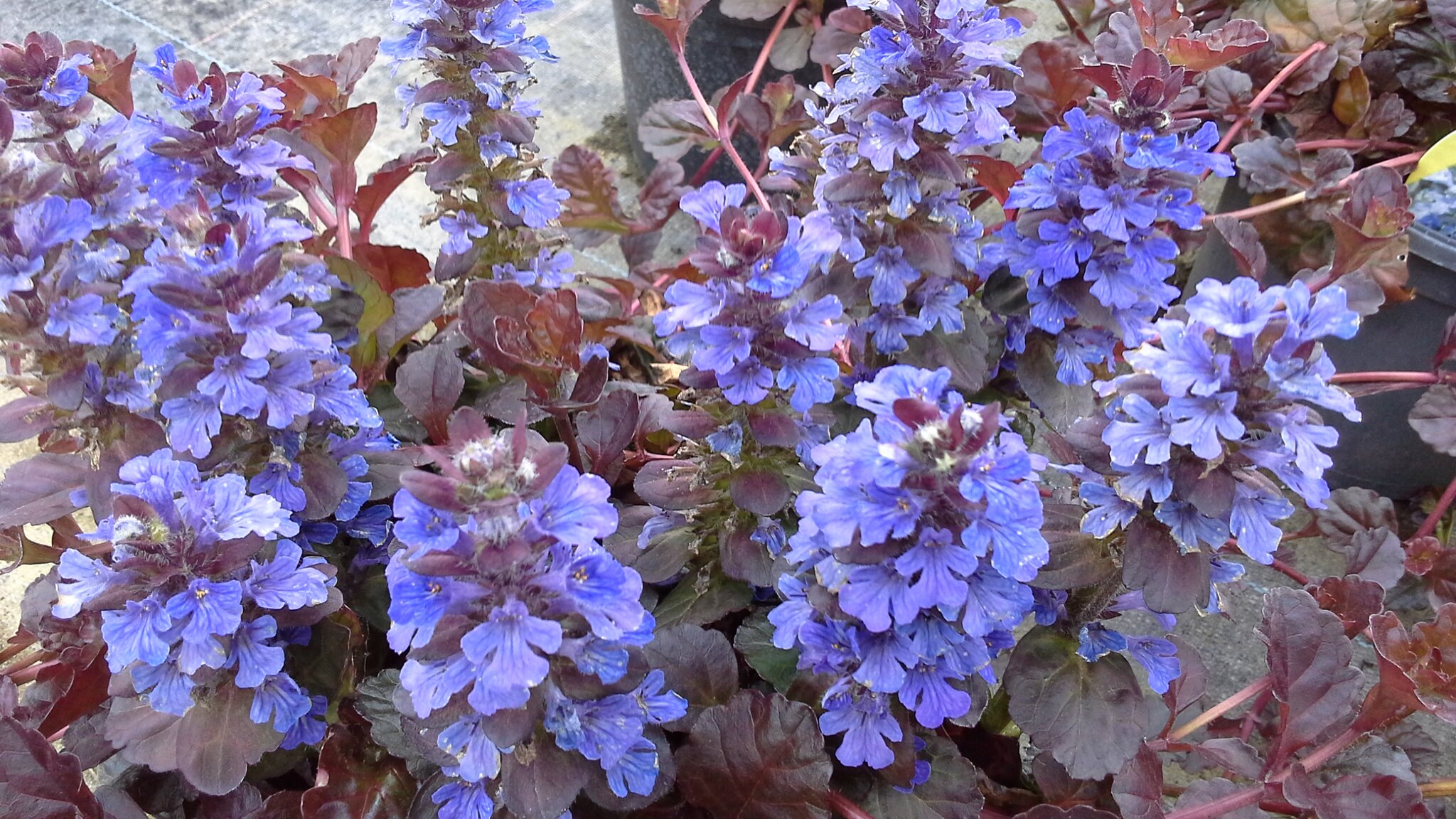 Ajuga Black Scallop - Thompsons Plants & Garden Centres