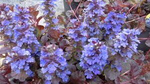 Ajuga Black Scallop - image 2