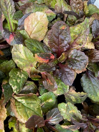 Ajuga multicolour Rainbow - image 1