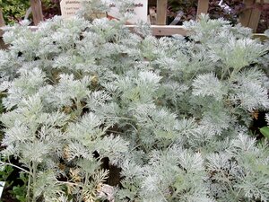 Artemisia Powis Castle - image 1