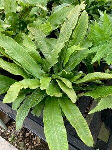 Asplenium scolopendrium - image 3