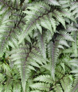 Athyrium niponicum Pictum