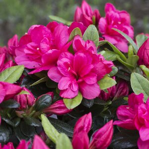Azalea Canzonette