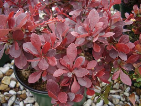 Berberis Atropurpurea Nana - image 2