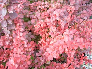 Berberis Atropurpurea Nana - image 1