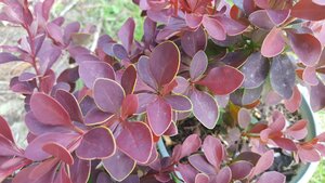 Berberis thun. Golden Ring