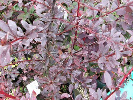 Berberis thunbergii Red Chief - image 1