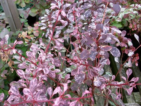 Berberis thunbergii Rose Glow - image 1