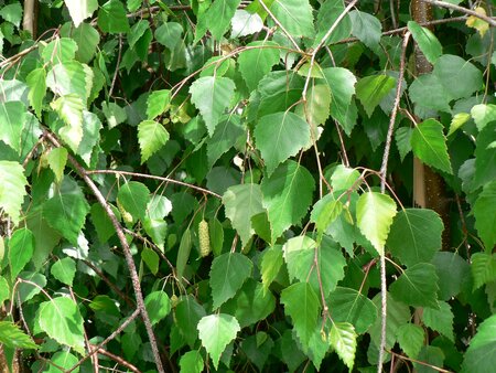 Betula Jacquemontii - image 2