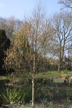 Betula Jacquemontii - image 1