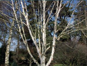 Betula utilis Snow Queen