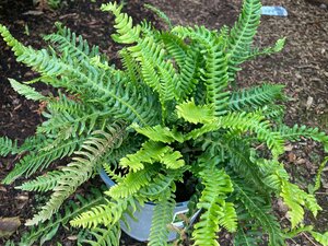 Blechnum spicant - image 2