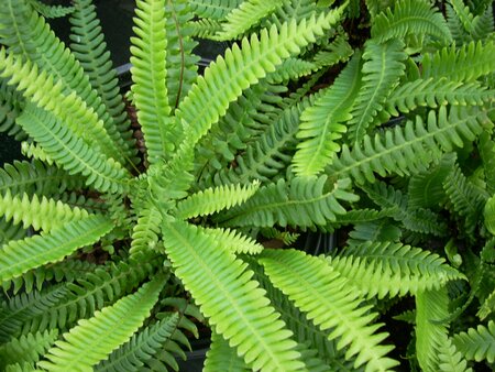 Blechnum spicant - image 1