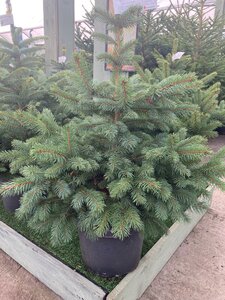 Blue Spruce 10lt Pot (30-45cm) - image 1