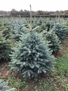 Blue Spruce 4-5ft (120-150cm) - image 1