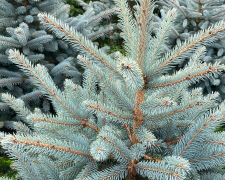 Blue Spruce 4-5ft (120-150cm) - image 2