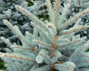 Blue Spruce 4-5ft (120-150cm) - image 2