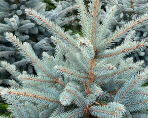 Blue Spruce 6-7ft (175-200cm) - image 2