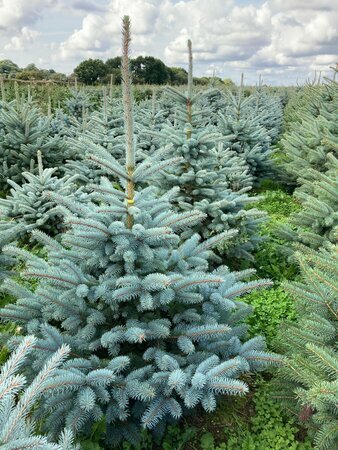 Blue Spruce 6-7ft (175-200cm) - image 1